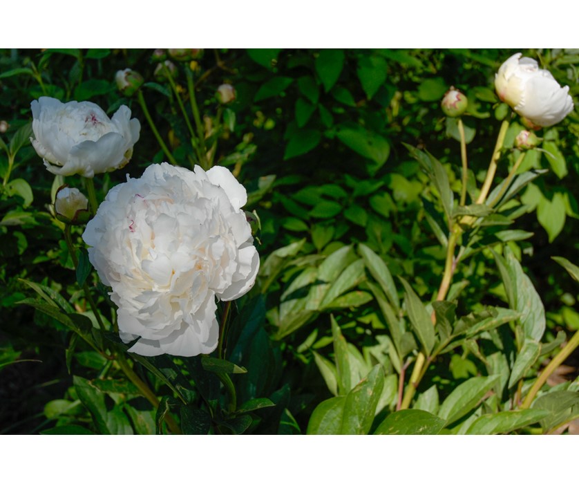 Peony